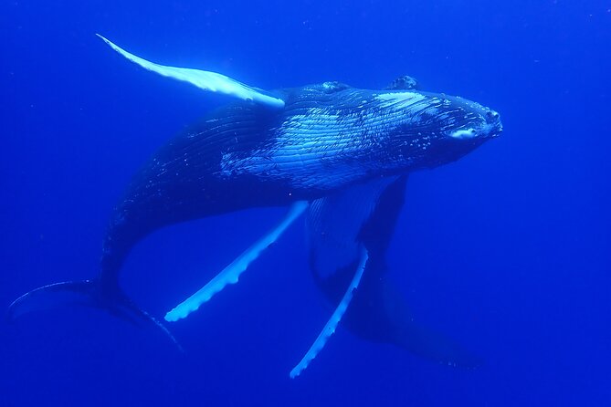 Whale watching 6 people half day - How the group size affects the experience