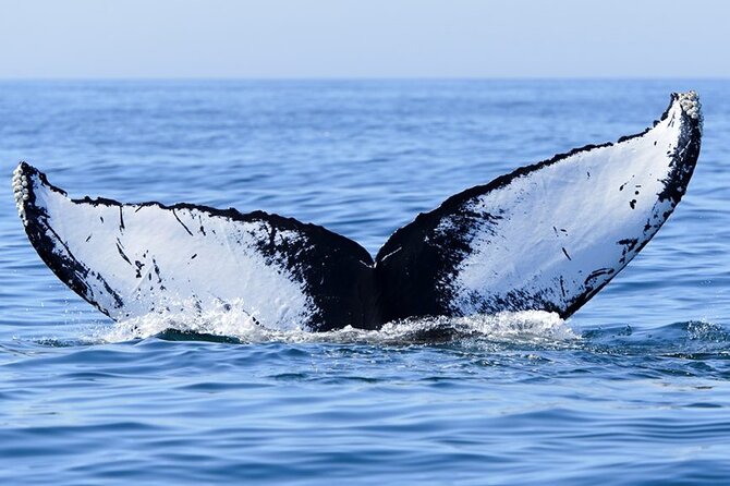 Whale watching 6 people half day - The price and what you receive