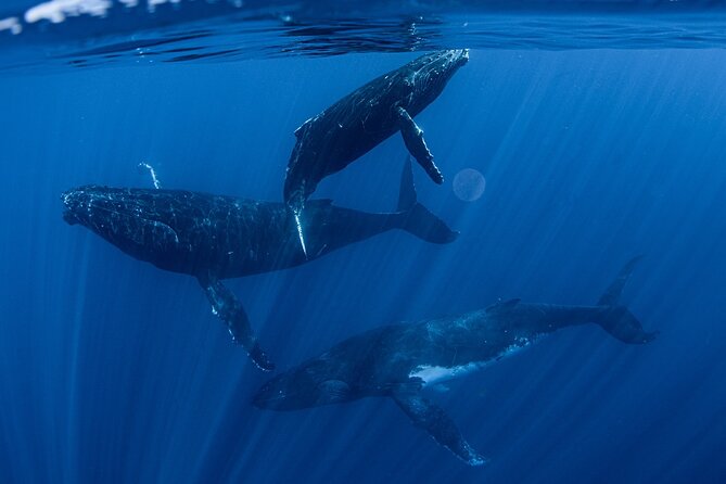 Whale Watching Activity - Key points to know before booking