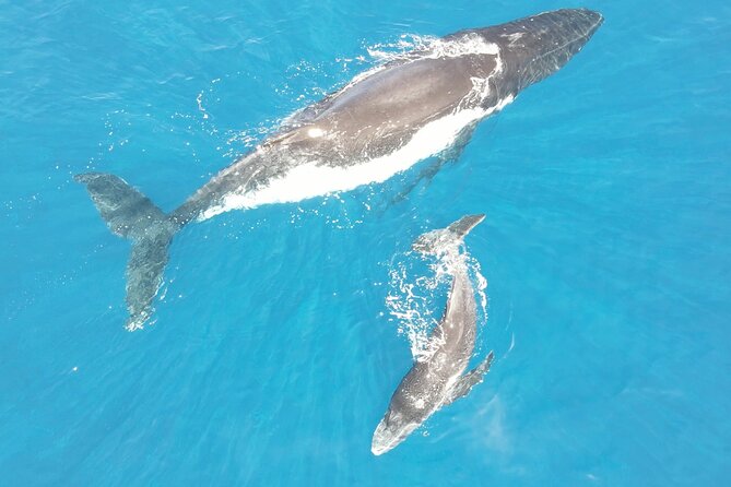 Whale Watching Activity - What the three-hour trip is like