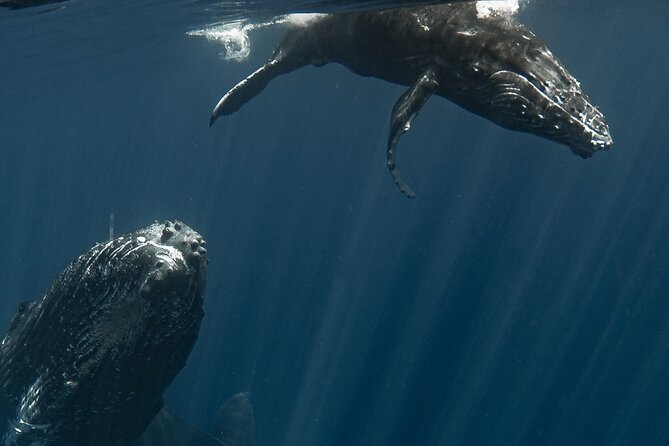 Whale Watching Activity - Snorkeling, turtles, and reef time