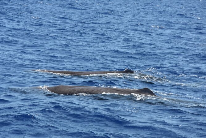 Whale Watching Activity in North Coast - Key points to know before you go