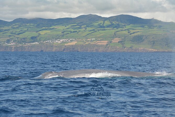 Whale Watching Activity in North Coast - Why the north coast makes this whale trip different