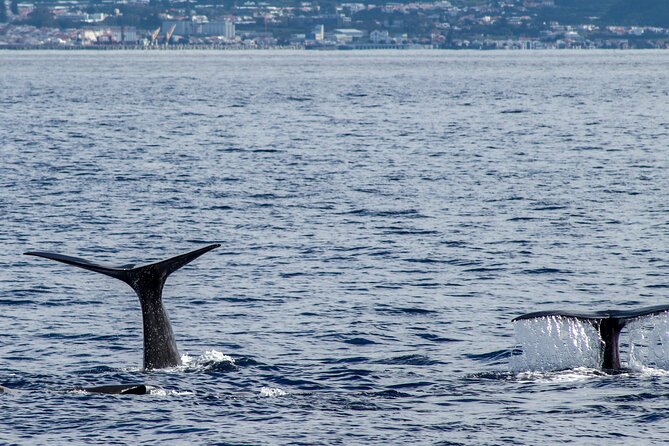 Whale Watching Activity in North Coast - Why a 16-person limit matters