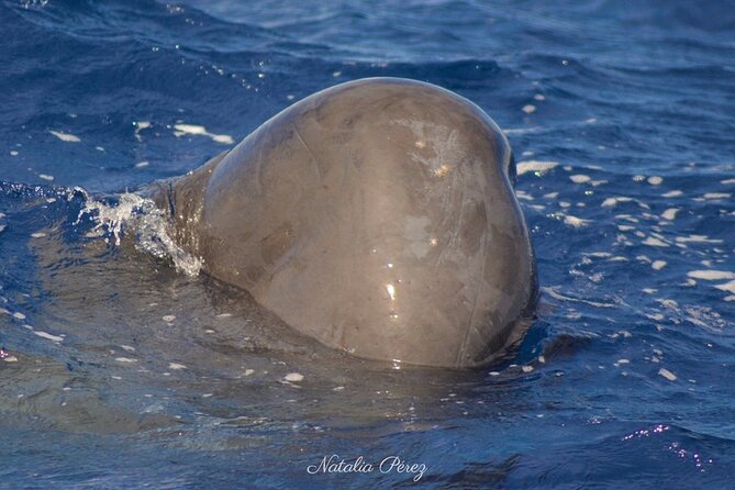 Whale Watching Activity in North Coast - Is $84.10 a fair price?