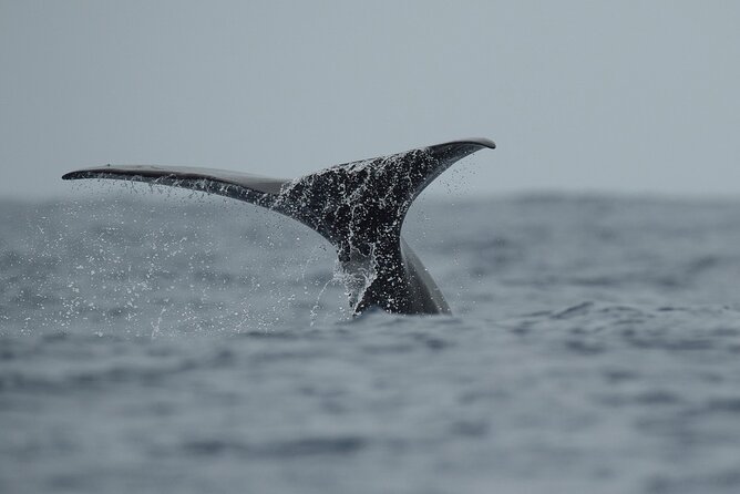 Whale Watching Activity in North Coast - Searching for sperm whales and other marine life