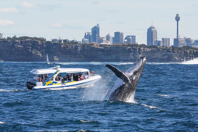 Whale Watching Adventure Cruise - Leaving Darling Harbour on Totally Wild