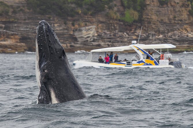Whale Watching Adventure Cruise - What the 27-Passenger Boat Feels Like