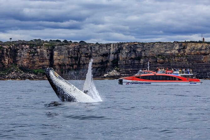 Whale Watching Adventure Cruise - Sydney Views Before and After the Wildlife Search