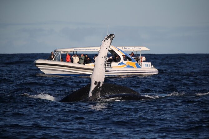 Whale Watching Adventure Cruise - Is $67.20 a Fair Price?