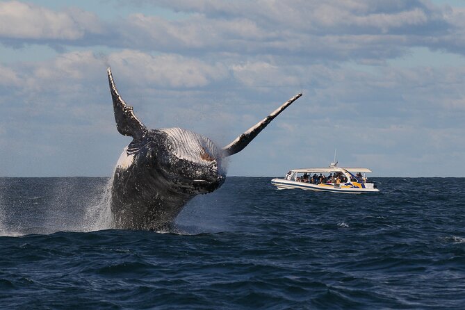 Whale Watching Adventure Cruise - Who Should Book This Cruise