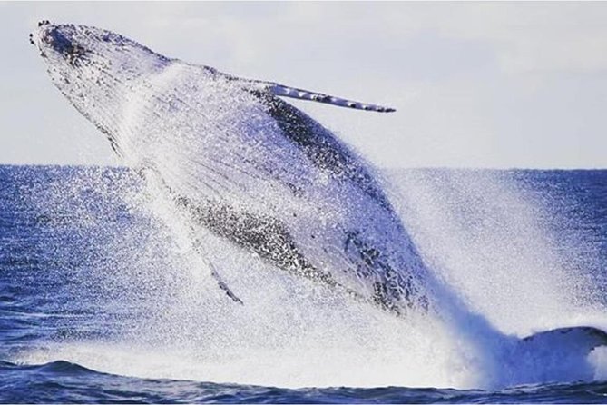 Whale Watching Adventure Cruise - Should You Book the Whale Watching Adventure Cruise?