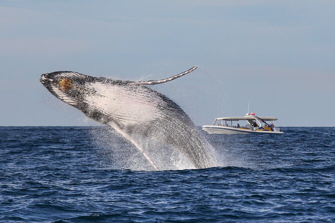 Whale Watching Adventure Cruise - Searching for Whales off Sydney