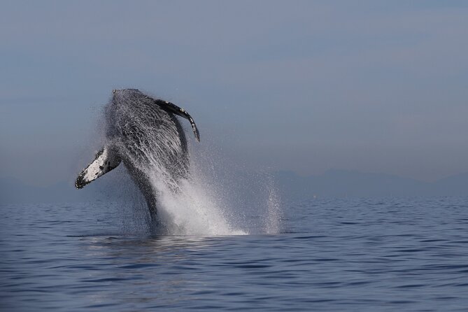 Whale Watching Adventure from Vancouver BC - Quick points before you book