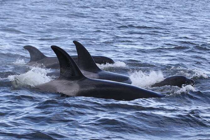 Whale Watching Adventure from Vancouver BC - What you may see on the water