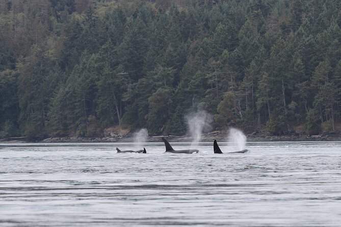 Whale Watching Adventure from Vancouver BC - Four hours is a sensible commitment