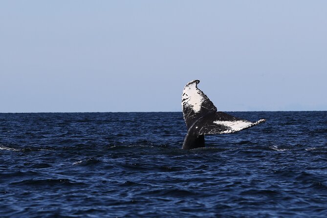 Whale Watching Adventure from Vancouver BC - Price and what you receive for $184