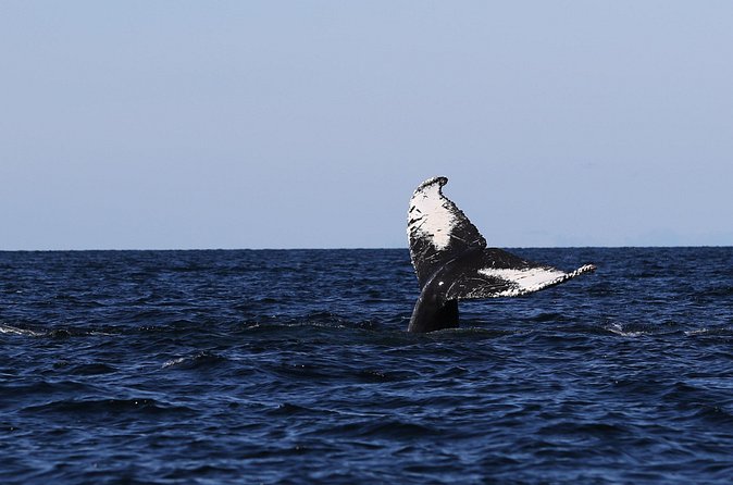 Whale Watching Adventure from Vancouver BC - Who will enjoy this trip most