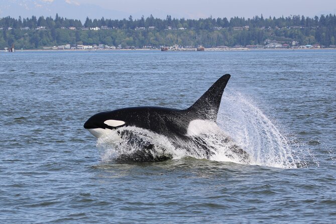 Whale Watching Adventure from Vancouver BC - Crossing Georgia Strait toward the Gulf Islands