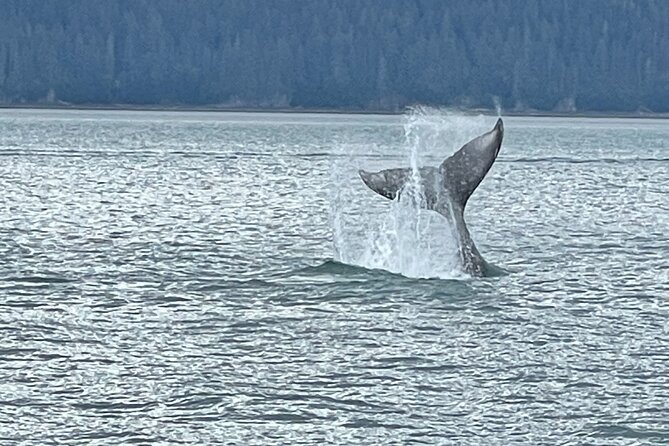 Whale Watching Adventure in Juneau - Key points to know before booking