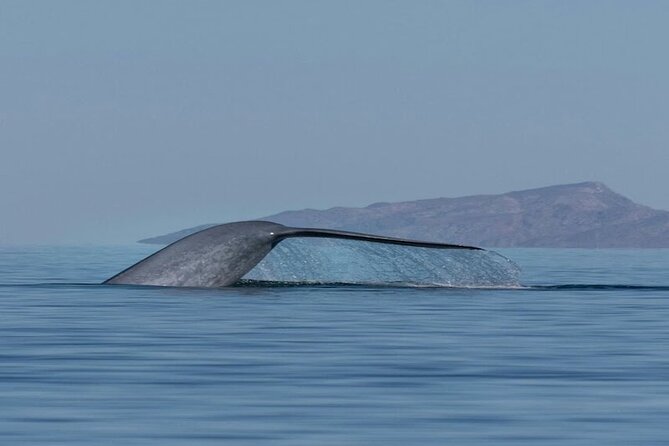 Whale Watching Adventure in Loretos Sea of Cortez - Key points to know before you go
