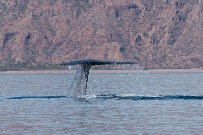 Whale Watching Adventure in Loretos Sea of Cortez - Why Loreto is a fine place for whale watching
