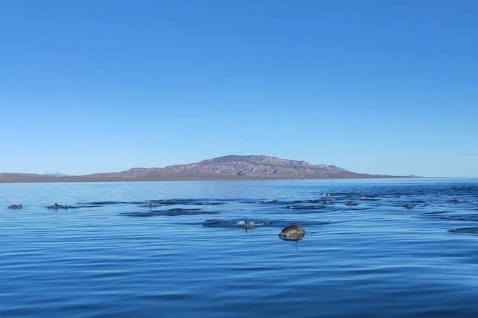 Whale Watching Adventure in Loretos Sea of Cortez - What the $185.52 price means