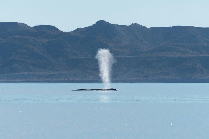 Whale Watching Adventure in Loretos Sea of Cortez - Ceviche, beer, and an unexpectedly long day