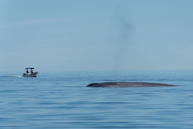 Whale Watching Adventure in Loretos Sea of Cortez - Who will enjoy this whale trip most