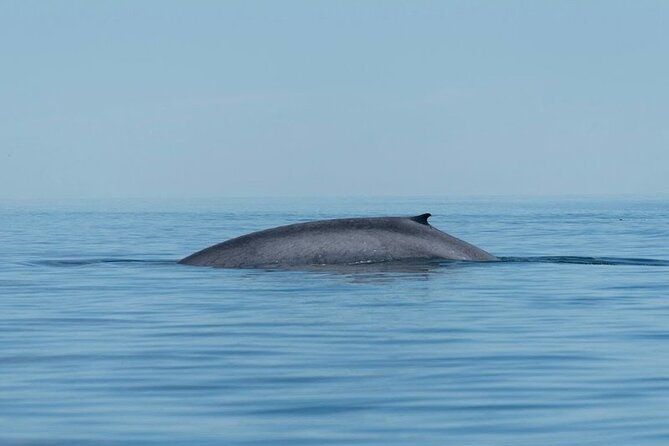 Whale Watching Adventure in Loretos Sea of Cortez - Meeting at the Loreto malecón at 8 a.m.