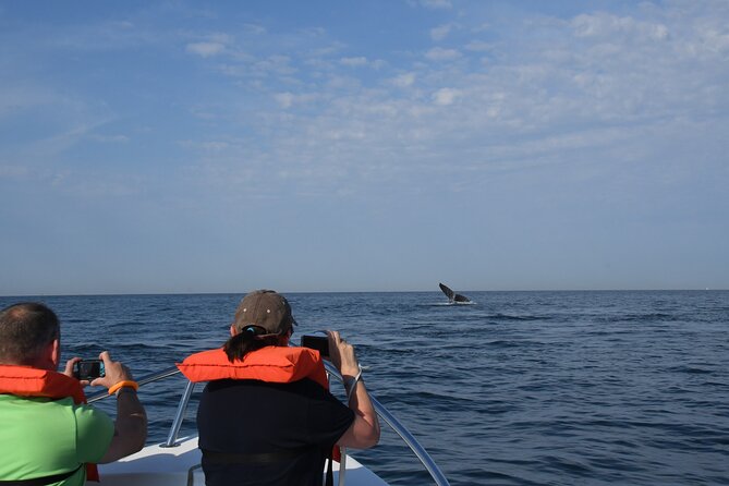 Whale Watching Adventure – Led by a Marine Biologist - What you may see during the three-hour cruise