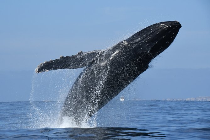 Whale Watching Adventure – Led by a Marine Biologist - Who will get the most from this Puerto Vallarta whale watch