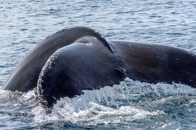 Whale Watching Adventure -Speed Boat & Small Group - Snacks, drinks, and the six-person setting