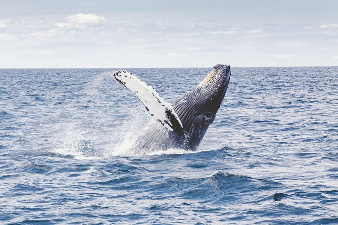 Whale Watching Adventure -Speed Boat & Small Group - How the crew shapes the experience