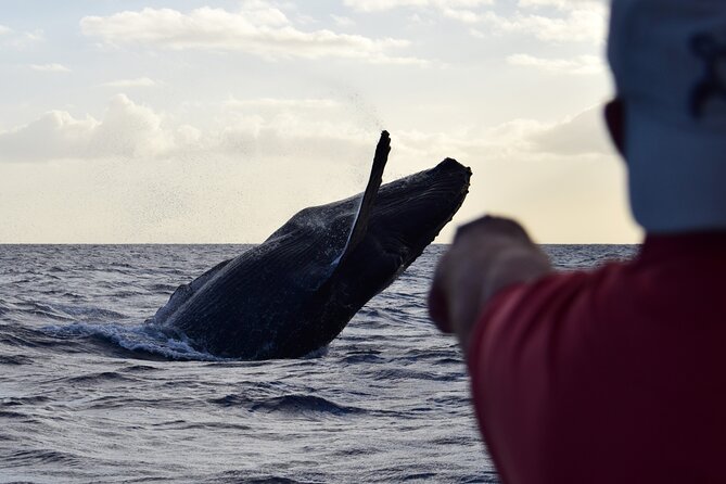 Whale Watching Adventure -Speed Boat & Small Group - What the cruise feels like on the water