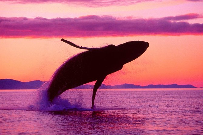 Whale Watching and Bacardi Island day trip from Punta Cana - Food, drinks, and what the price covers