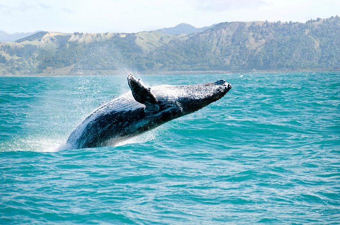 Whale Watching and Bacardi Island day trip from Punta Cana - What the strongest parts of the day are