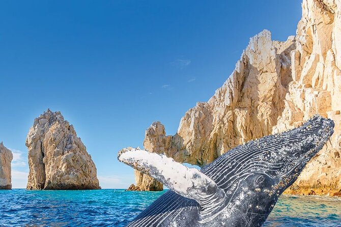 Whale Watching and Cabo San Lucas Arch - Key Things to Know Before You Book