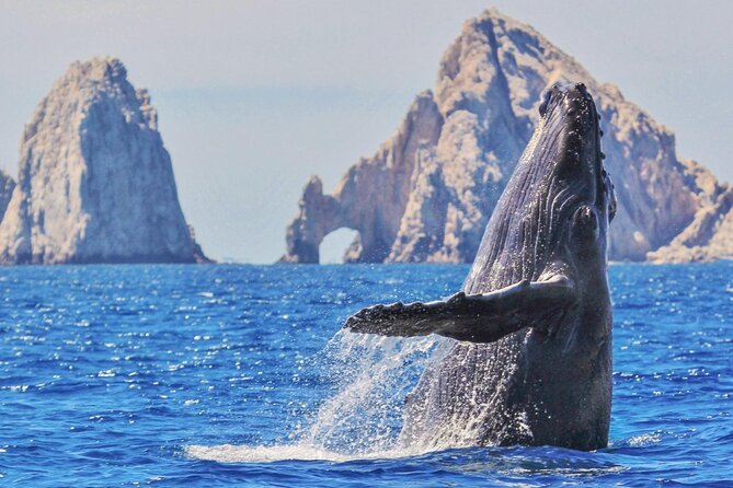 Whale Watching and Cabo San Lucas Arch - The Arch and Land’s End Rock Formations