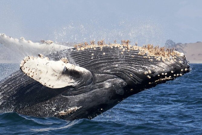 Whale Watching and Cabo San Lucas Arch - Lover’s Beach, Pelican Beach, and Medano Beach