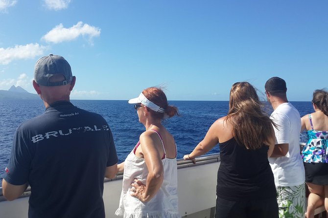 Whale Watching and Dolphin Spotting Cruise - The Long Search Is Part of the Experience