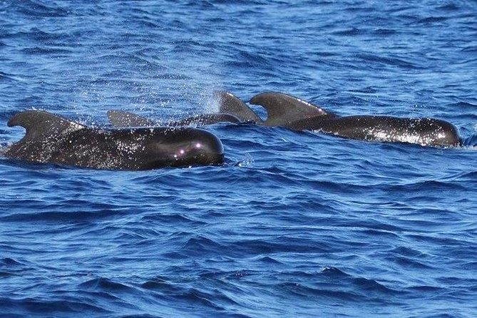 Whale Watching and Dolphin Spotting Cruise - The Crew Makes a Big Difference