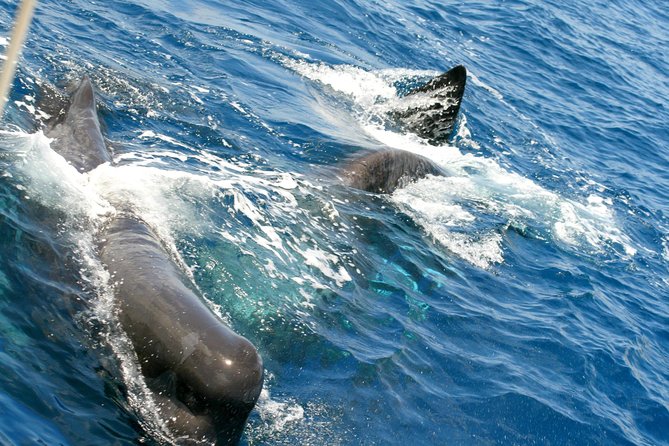 Whale Watching and Dolphin Spotting Cruise - Who Will Enjoy This Cruise Most