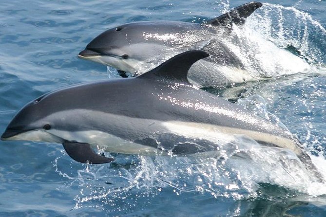 Whale Watching and Dolphin Spotting Cruise - What to Pack for a Better Morning