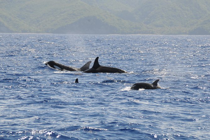 Whale Watching and Dolphin Spotting Cruise - Is the $88 Price Fair?