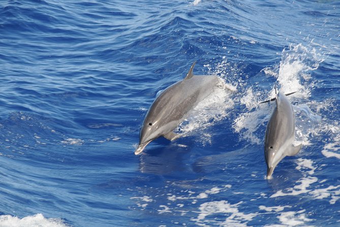 Whale Watching and Dolphin Spotting Cruise - Why the North Coast Views Add Value