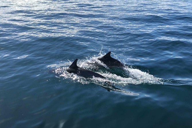 Whale Watching and Fishing Combination Excursions - A quick ride out of Dana Point Harbor