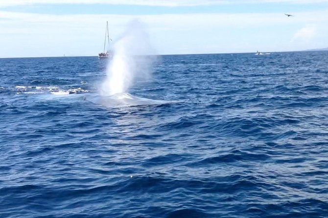 Whale Watching and Fishing Combination Excursions - Switching from wildlife to fishing