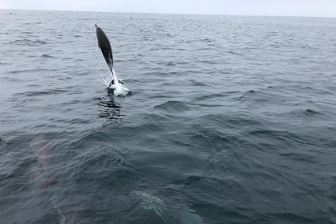 Whale Watching and Fishing Combination Excursions - Practical details that matter