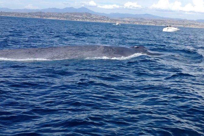 Whale Watching and Fishing Combination Excursions - Looking for dolphins and migrating whales